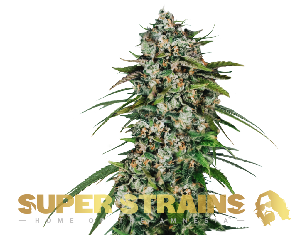 Super-Sorten SAGA CBD
