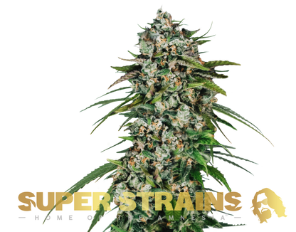 Super-Sorten SAGA CBD