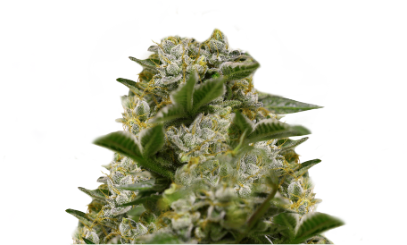 Hercules Grün / Ibiza Farmer Feminized