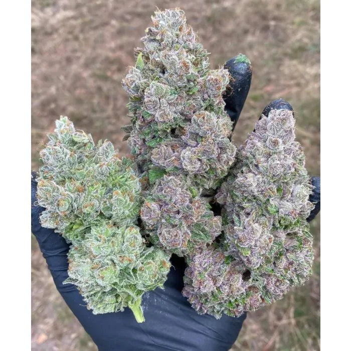 Mimosa Gusher FEM – Growers Choice Limited Edition
