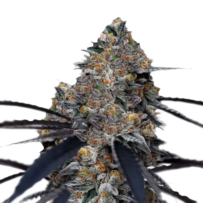 Choix des producteurs San Fernando Valley x Purps FEM