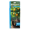 Tropf-Blumat Maxi, Pack de 2